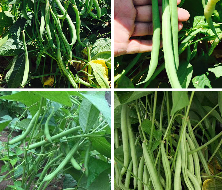 盛优 无筋早地豆四季豆芸豆种子春秋季播种 地豆角菜豆种子批发