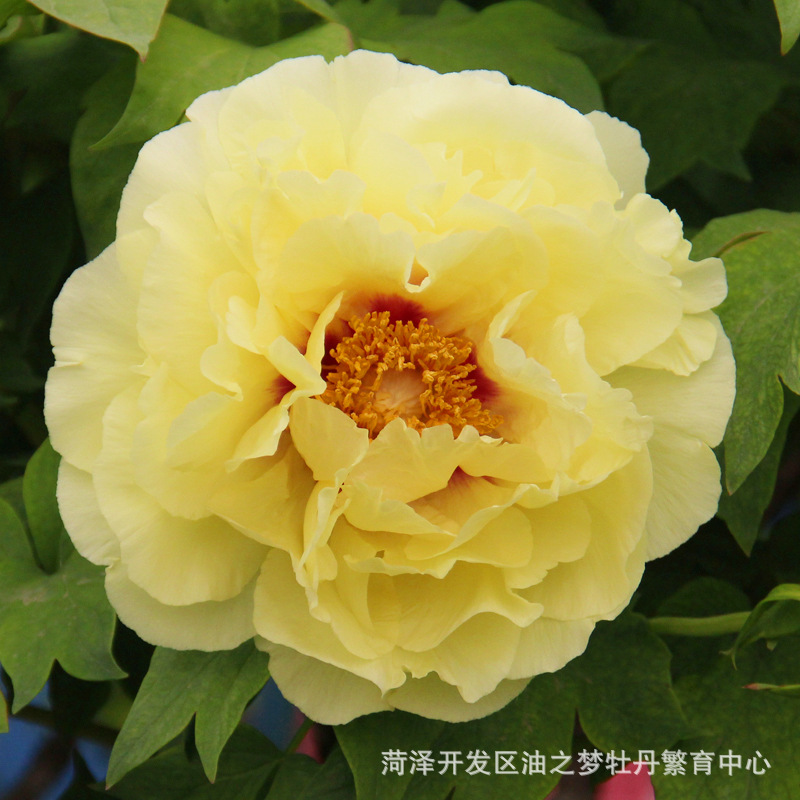 菏泽观赏牡丹花 皇冠 菏泽精品牡丹种苗 批发占地芍药 庭院花卉