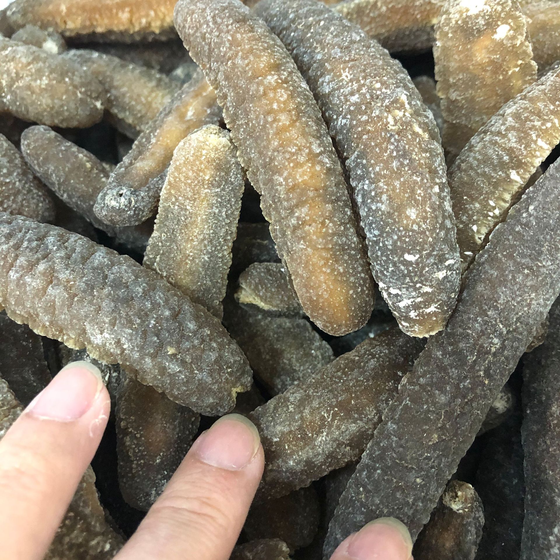 批发渠道深海天然野生海参澳洲沙秃参 沙秃参黄金沙秃参淡干海参