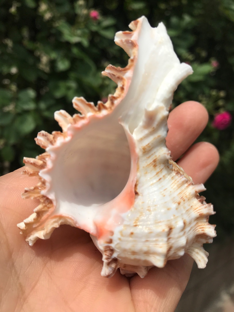 6-8厘米麒麟螺 千手螺 鱼缸水族造景 婚庆装饰 地中海贝壳海螺
