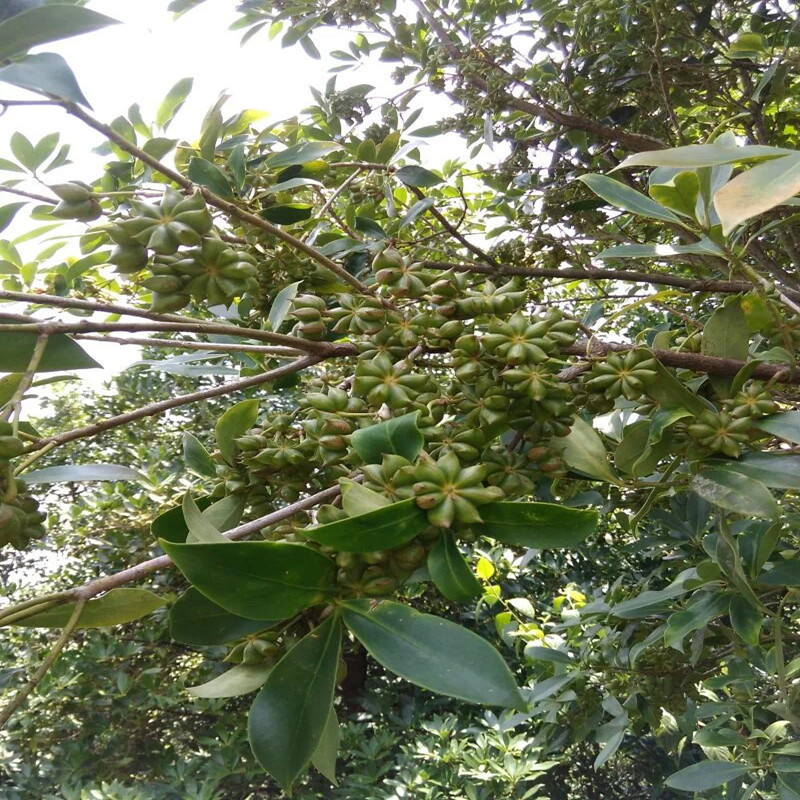 新货广西全干大红八角大茴香1件500g厨房增香调味卤味香料