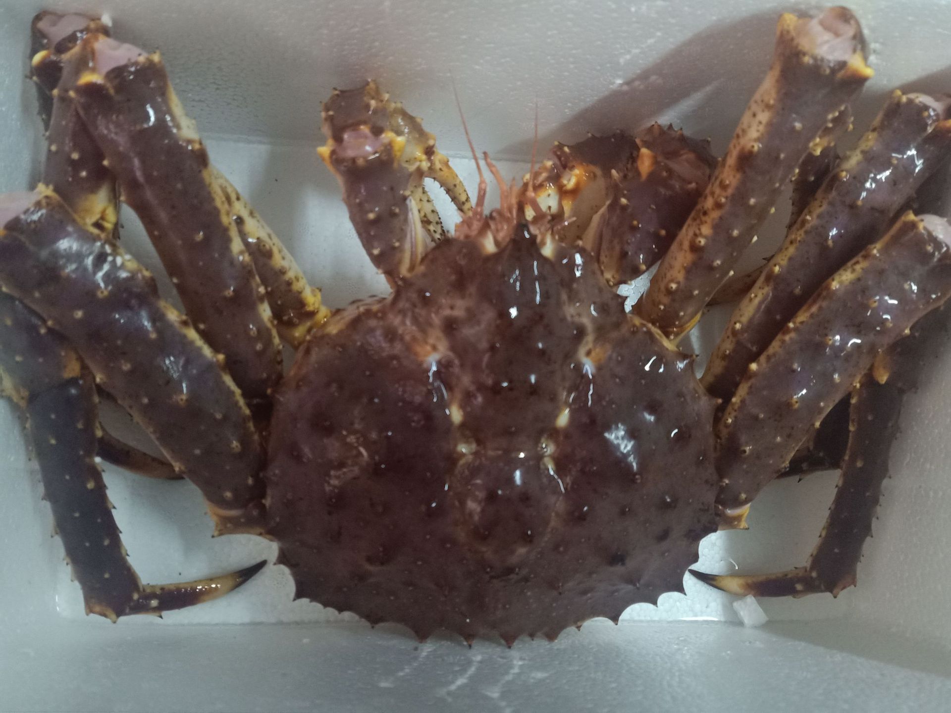 生鲜水产帝王蟹 饭店海鲜食材海鲜酒店 皇帝蟹 鲜活帝王蟹_蟹类_水产