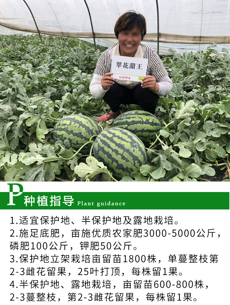 高产红瓤水果大西瓜种籽甜王西瓜种子苗春四季懒汉蔬菜籽