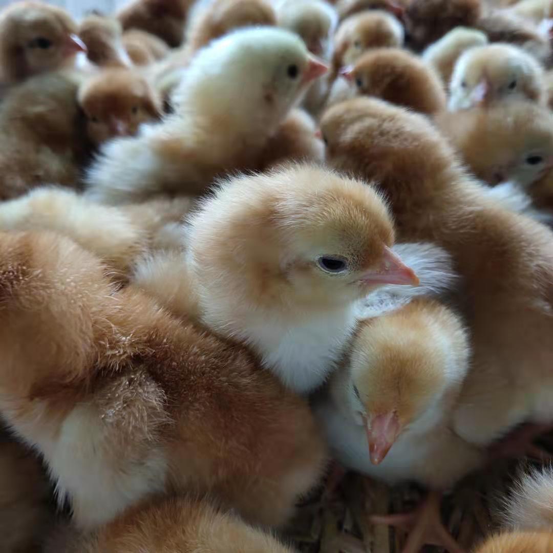 孵化养殖 九斤黄鸡苗 良凤鸡种蛋 快大黄鸡种蛋 快大麻鸡苗