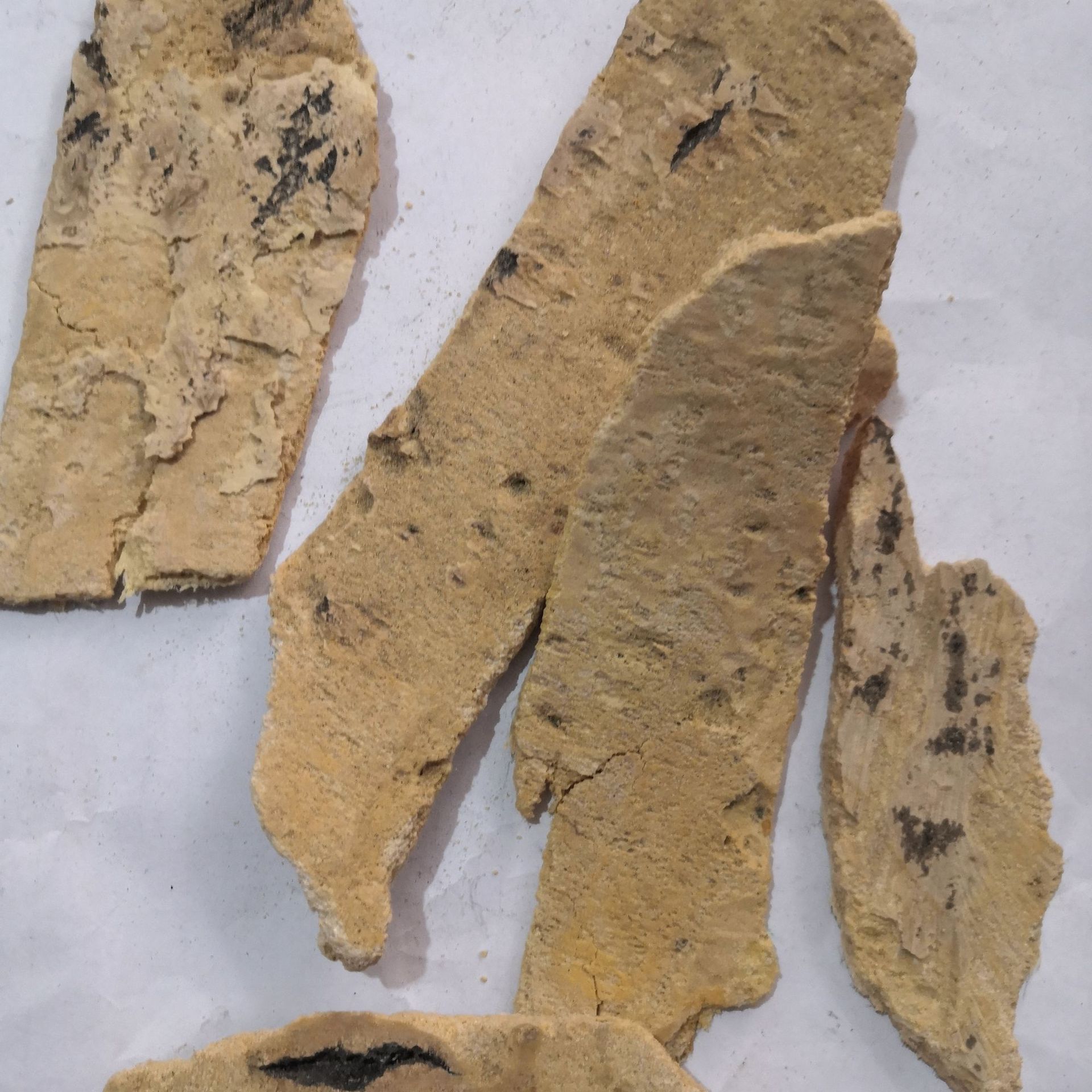 中药材椿白皮 椿皮 椿身皮 椿根皮 去老皮无硫新货