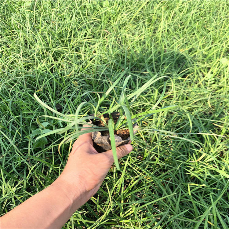 矮麦冬景区绿化小苗 青州矮麦冬量大从优 沿阶草耐荫耐旱植物