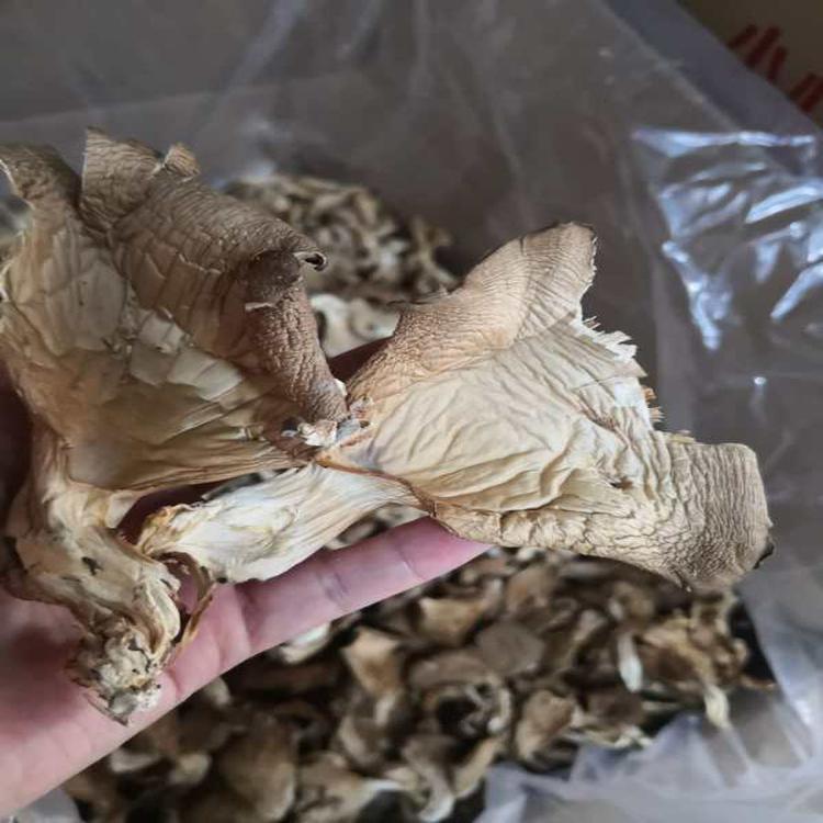 四川特产直销 酒店食材 食用菌干鲍鱼菇量大从优实惠肉质鲜嫩美味