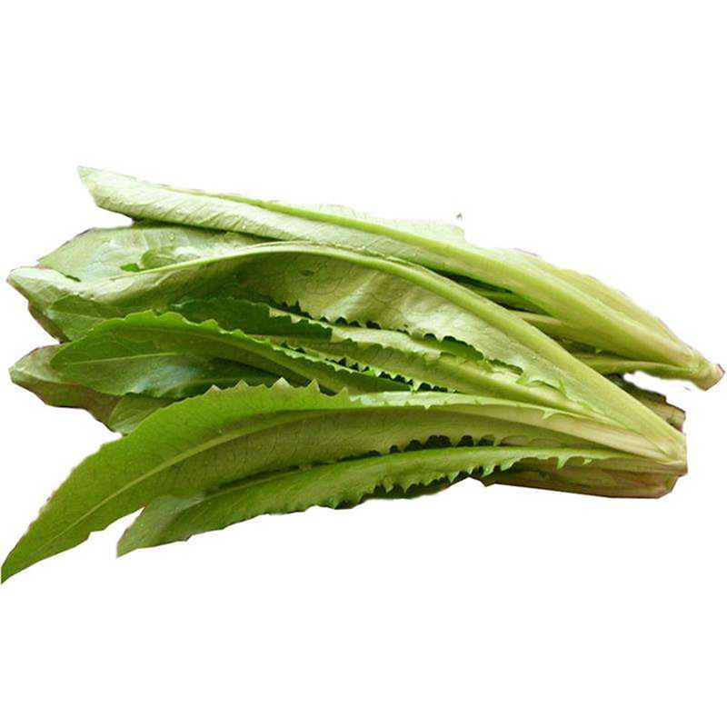 速生红香油麦种子 香甜蔬菜种籽 阳台蔬菜种子 四季易播种 蔬果菜