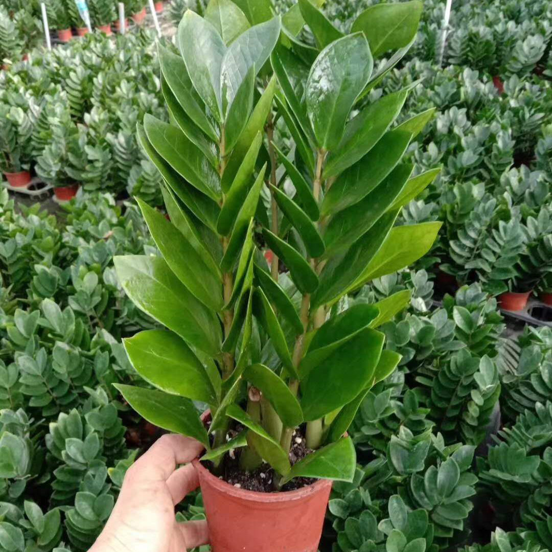 【基地直供】室内观叶小盆栽净化空气绿植摇钱树 140#金钱树