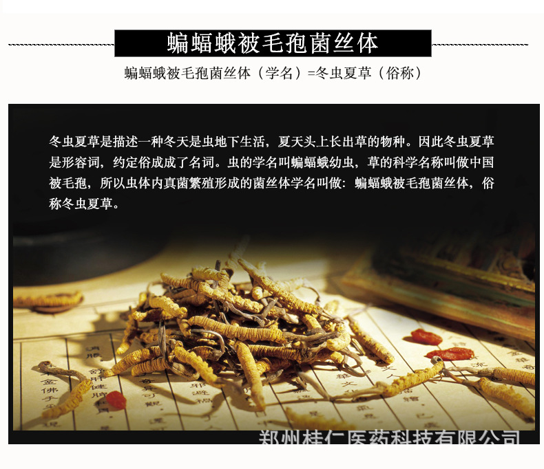 [厂家]桂仁蝙蝠蛾被毛孢菌丝体虫草胶囊80粒药水泉润枝牌润芝胶囊