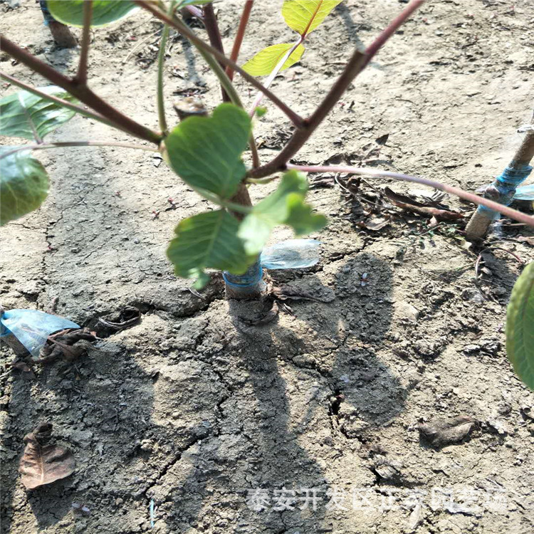山东泰安开心果树哪里有嫁接开心果树苗基地直销开心果树苗价格