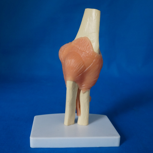 自然大肘关节功能带粉红色韧 教学模型 人体模型 厂家直销