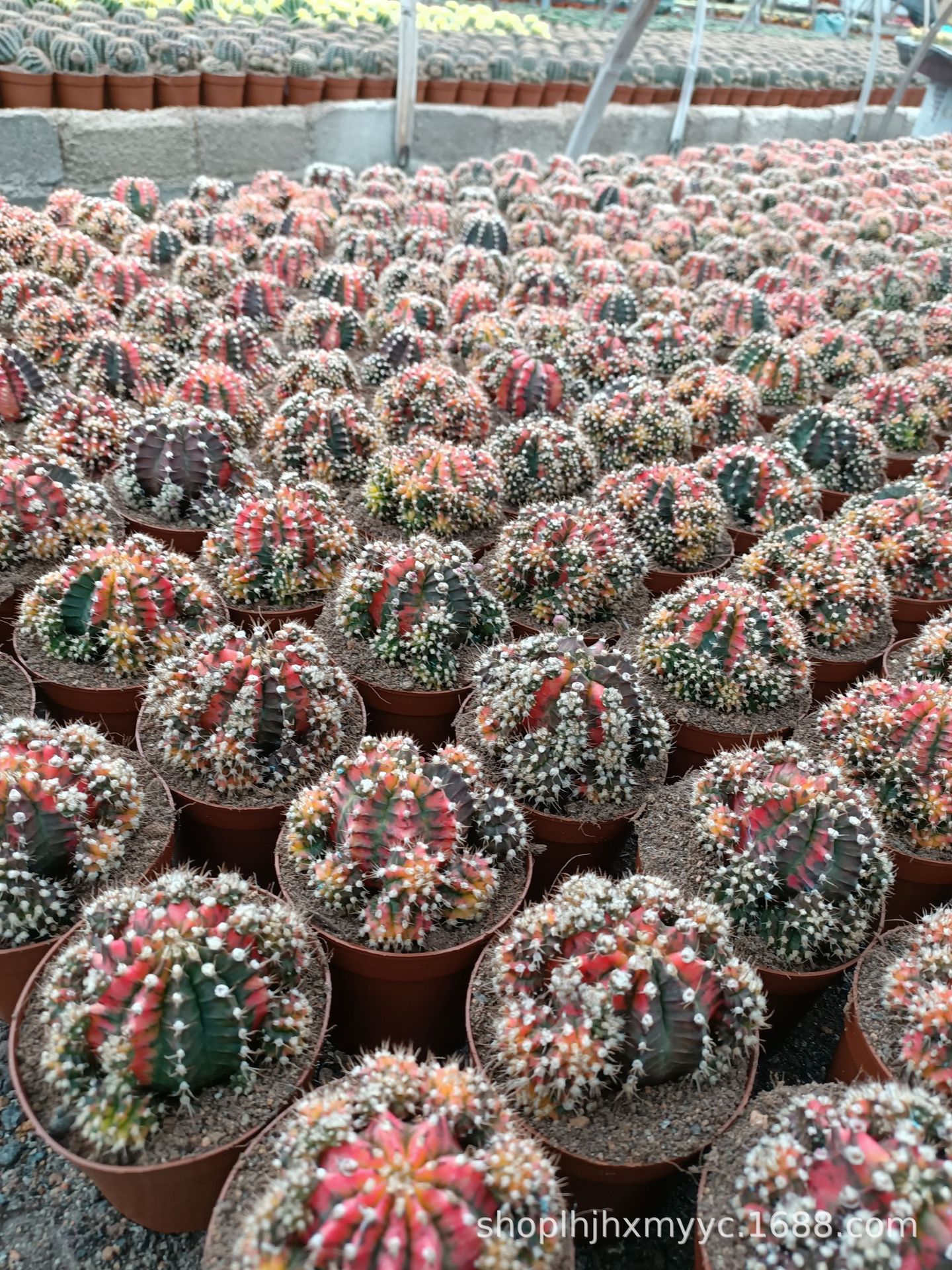 牡丹仙人球-牡丹仙人球厂家,品牌,图片,热帖-阿里巴巴