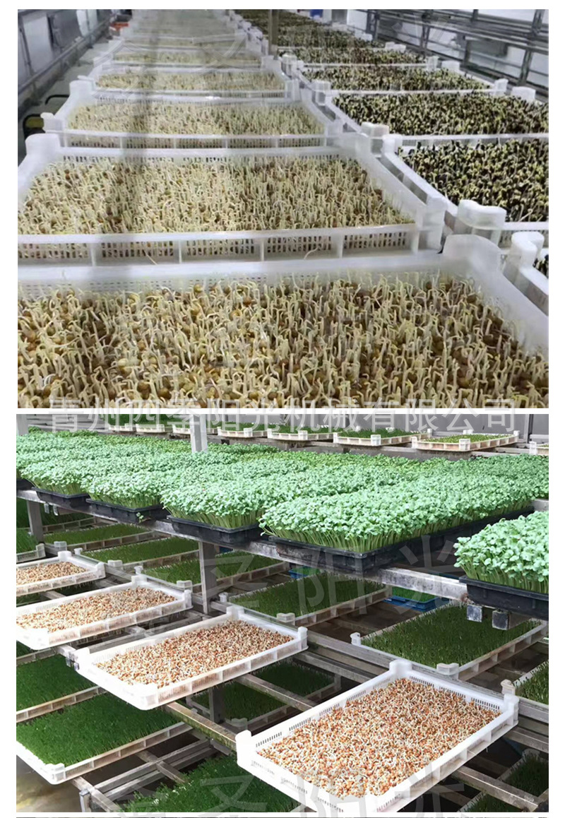 全自动大型种子发芽机 芽苗菜催芽机 芽苗菜技术指导 发芽机厂家