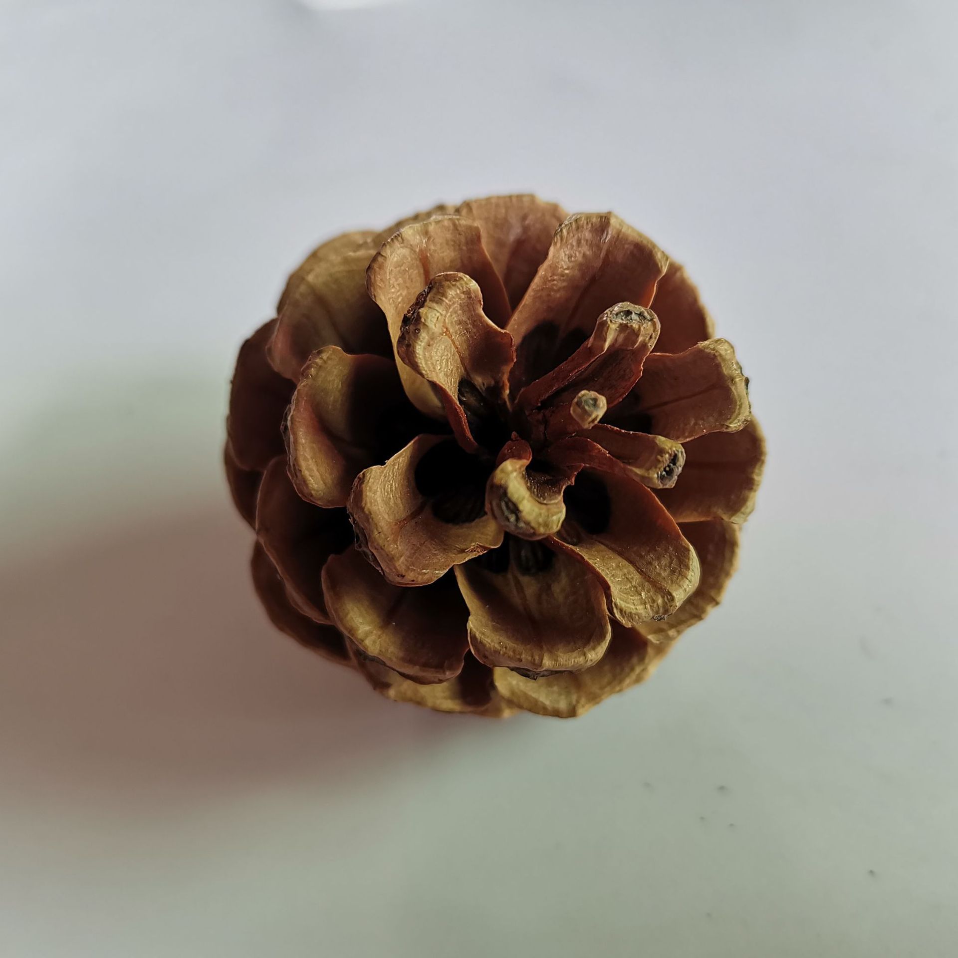 1kg松果油松果油松松果圣诞节手工艺品装饰家居装饰拍摄道具批发