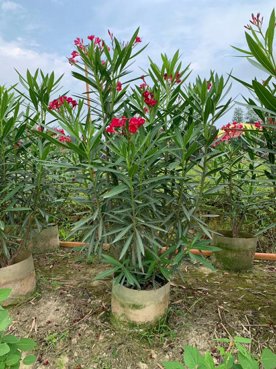 207基地批发 供应 中国红夹竹桃 1-1.5米高袋苗 小苗 大红 纯红色