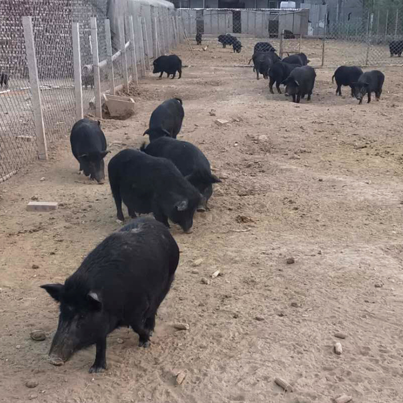 农牧场散养土黑猪种猪藏香猪 养殖场生态放养黑猪猪苗活物藏香猪