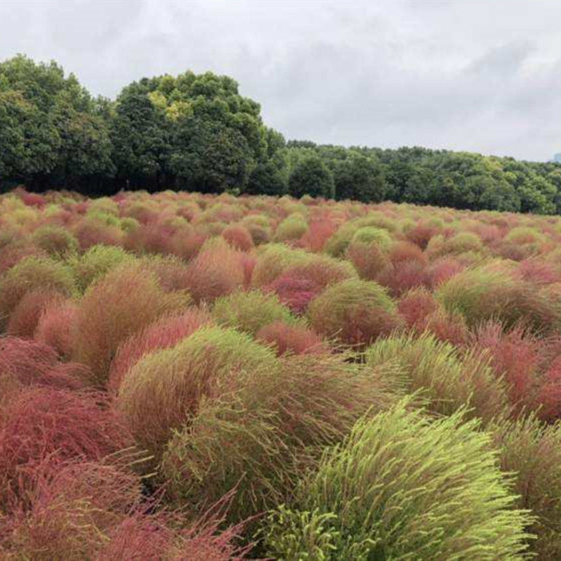 地肤地麦落帚扫帚苗扫帚菜孔雀松彩色地被植物基地直销