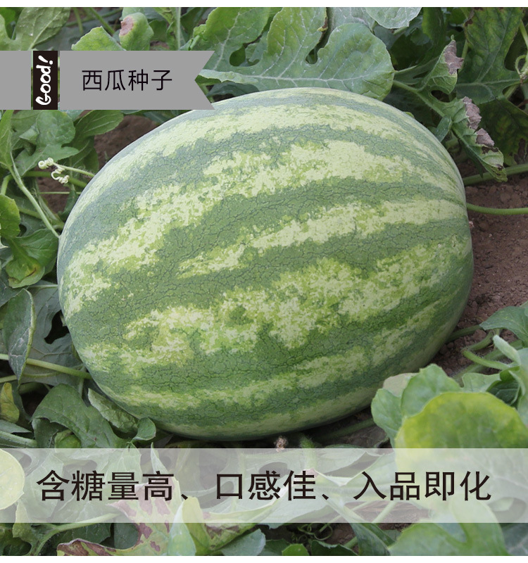 郑杂五号西瓜种籽老品种皮薄甜脆早熟水果种子瓜果菜种孑籽种春季