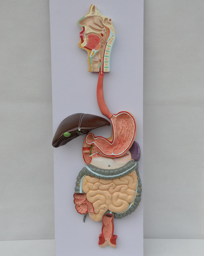 小肠结构模型制作过程图片