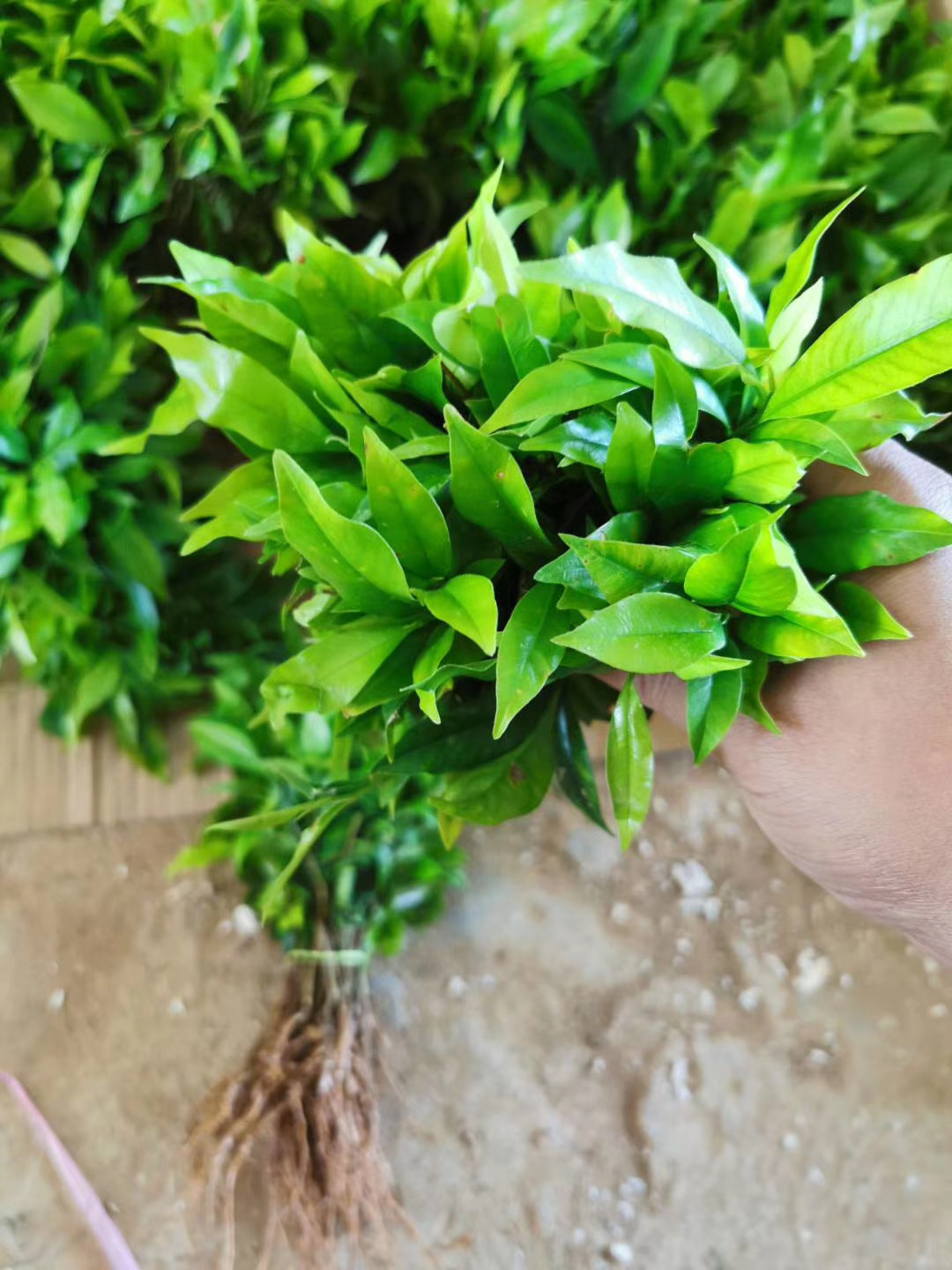 沉香幼苗土沉香芽苗绿化树苗白木香种芽播种苗易成活裸根育种苗