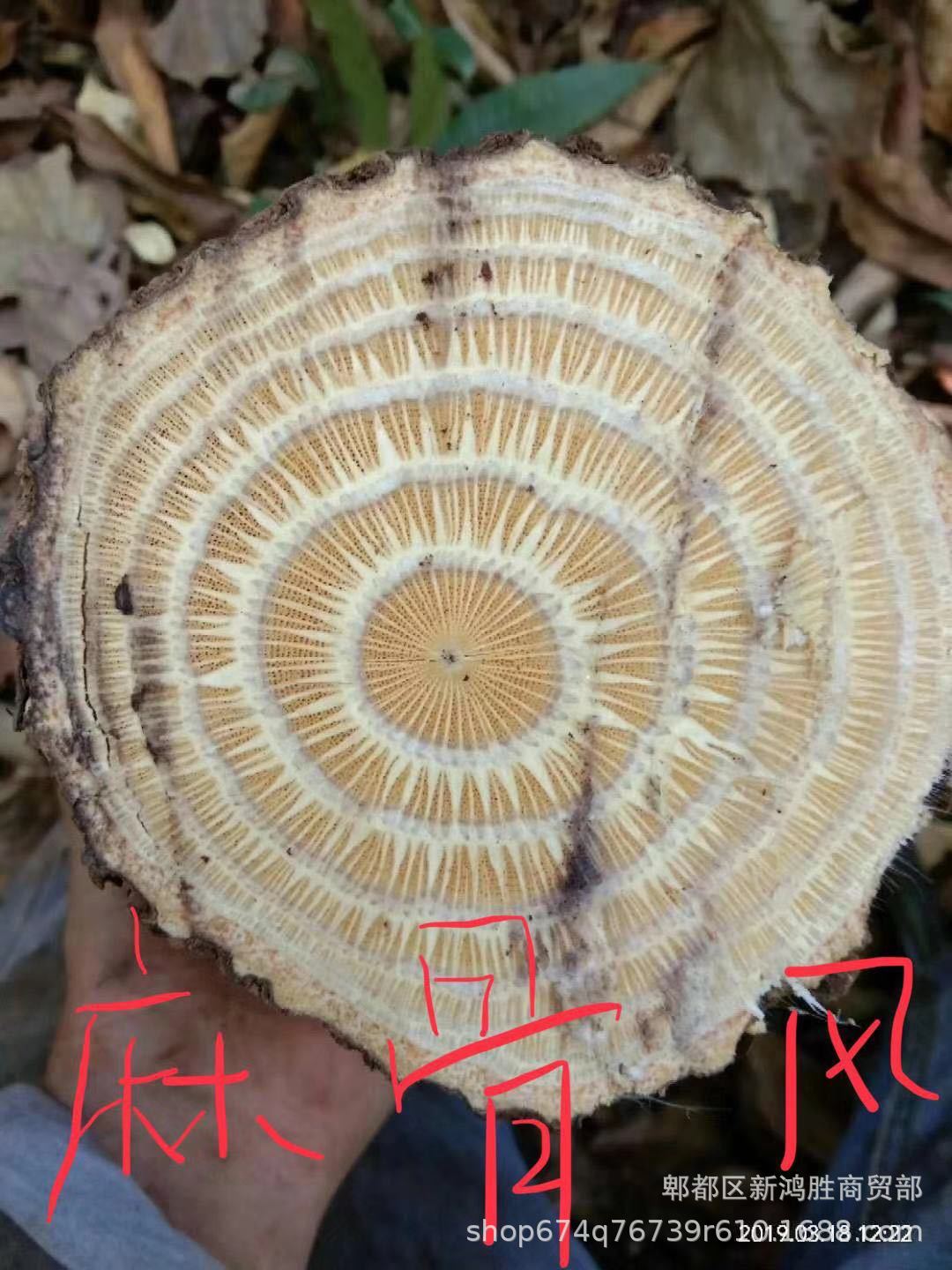 大叶风沙藤,铁血藤,牛蹄子,梅花血藤,百花血藤,红藤,五爪龙,麻骨风