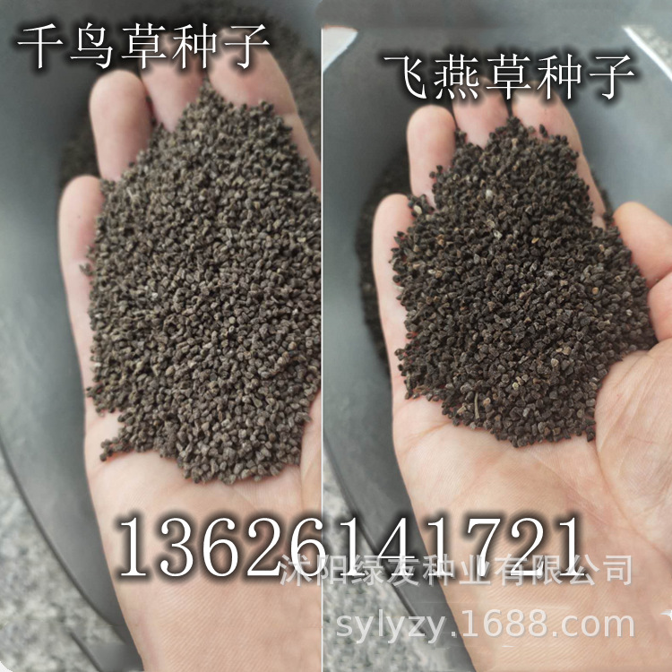 一二年生草本植物 观赏花草草籽 千鸟草种子 大花 飞燕草