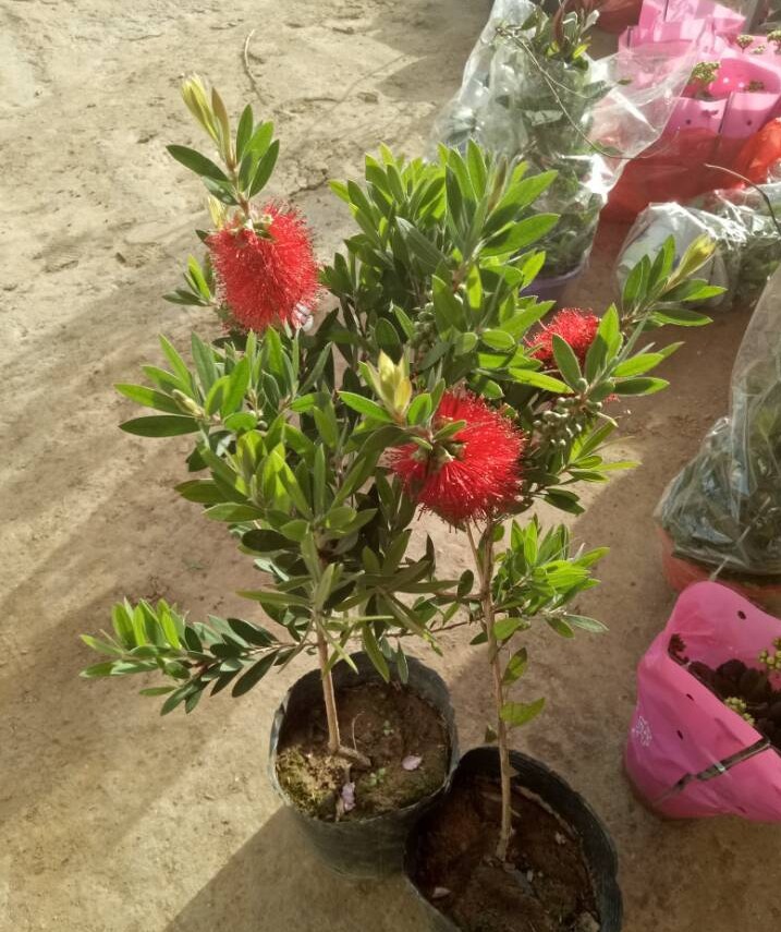 多花红千层盆栽红千层苗 金宝树苗 垂枝红千层 澳洲红千层串钱柳