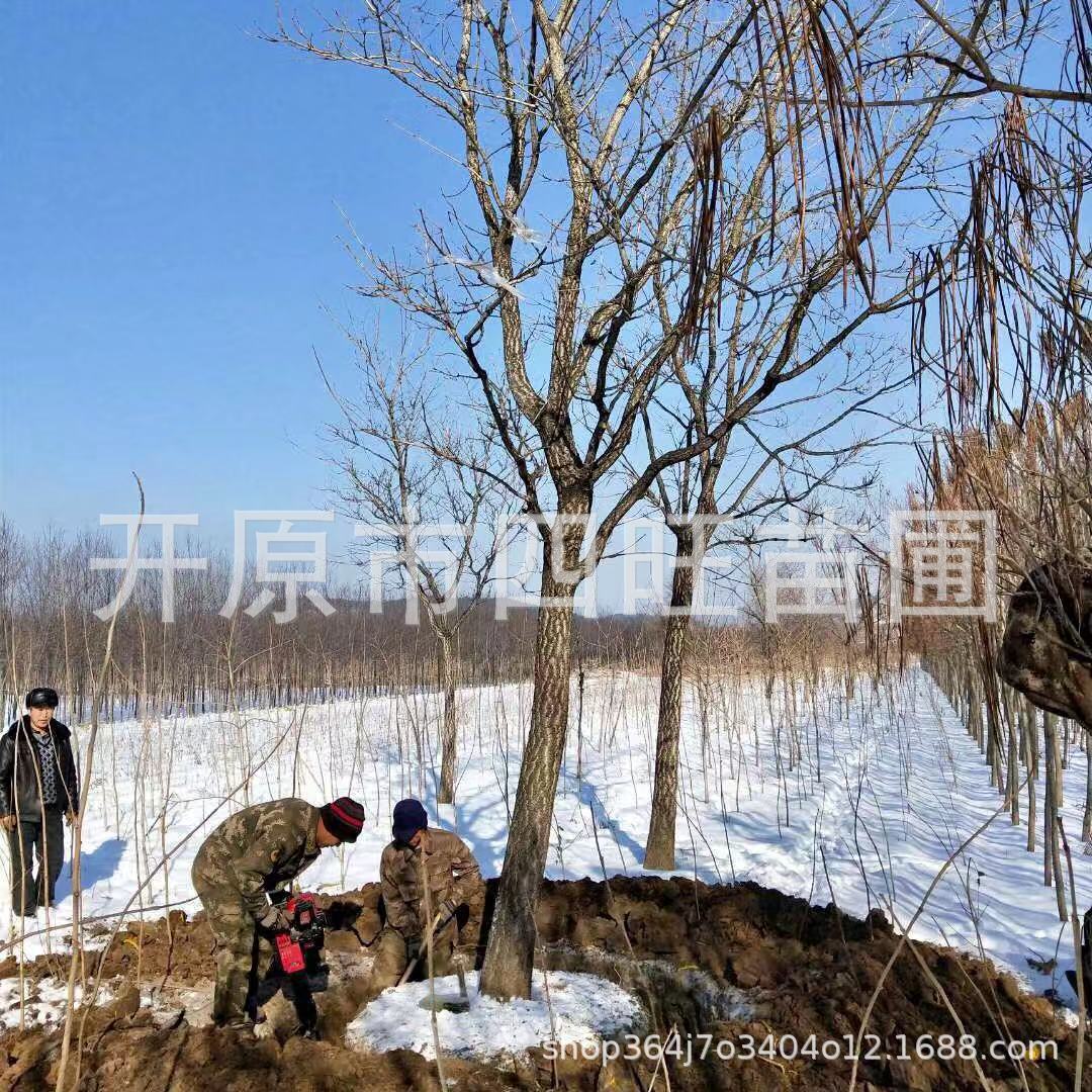东北供应 黄菠萝 黄柏树苗 1-8公分大占地树小苗价格详谈