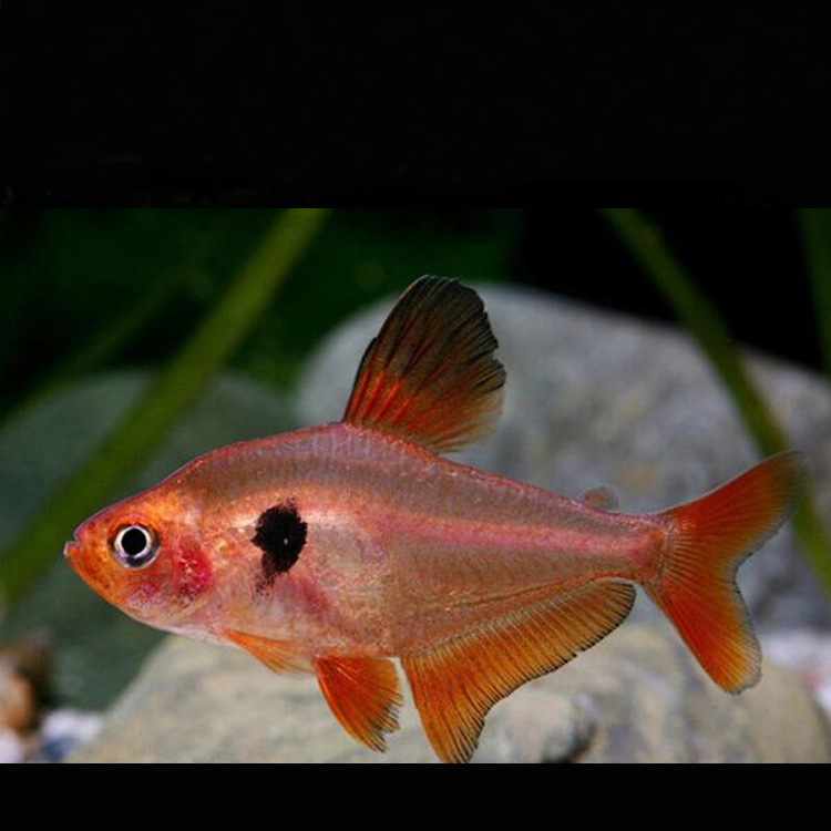 水族观赏鱼活体淡水灯科鱼玫瑰扯旗草缸群游鱼热带上层小型鱼批发