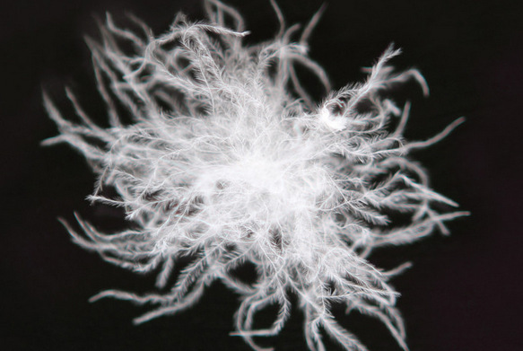 新国标水洗95纯白鹅绒高蓬松大朵98%皖西珍珠白鹅绒厂家批发