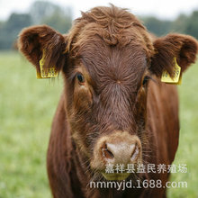 肉牛养殖技术 品种肉牛的市场价格 鲁西黄牛的市场行情如何