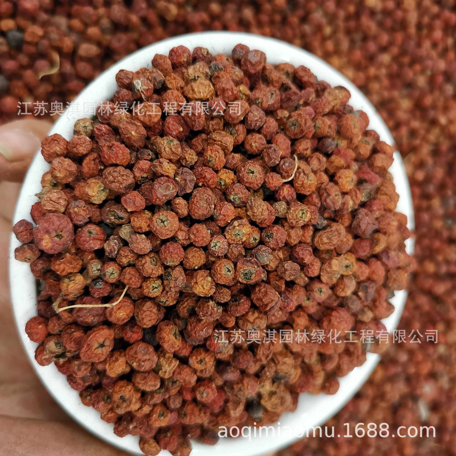 优质散装种子火棘种子铁篱笆红刺木火把果发芽高量大优惠货到付款