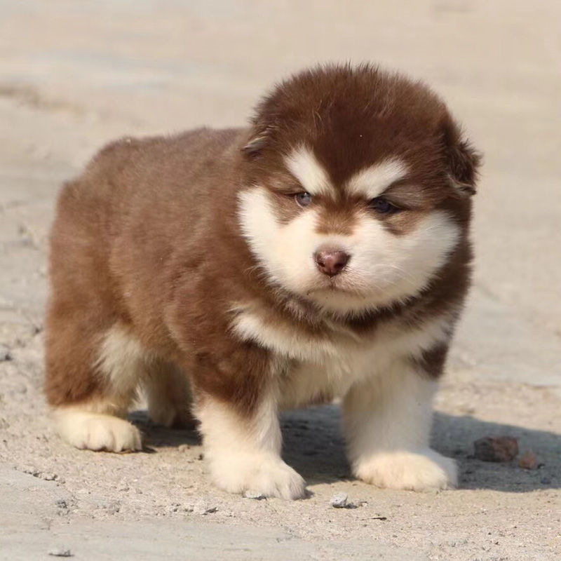 0成交0条无偿领养纯种边牧犬高智商宠物狗边牧中型家养犬宠物狗06