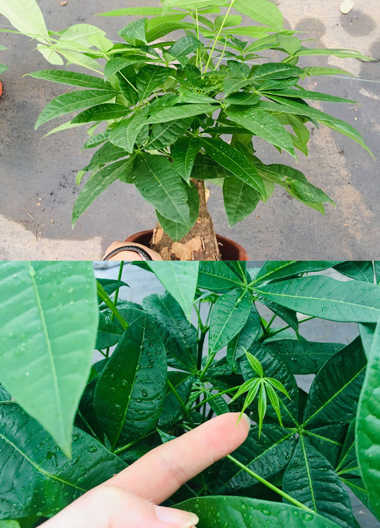 发财树苗发财树桩树头盆栽多年生小苗五辫子独杆单杆室内绿植包邮