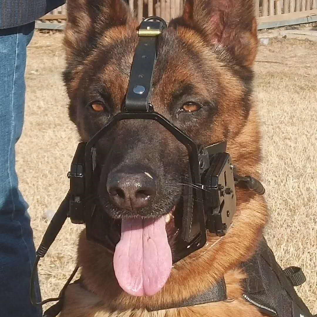 新款遥控金撞击口笼 训犬专用嘴套防咬人口罩训狗 专业嘴笼