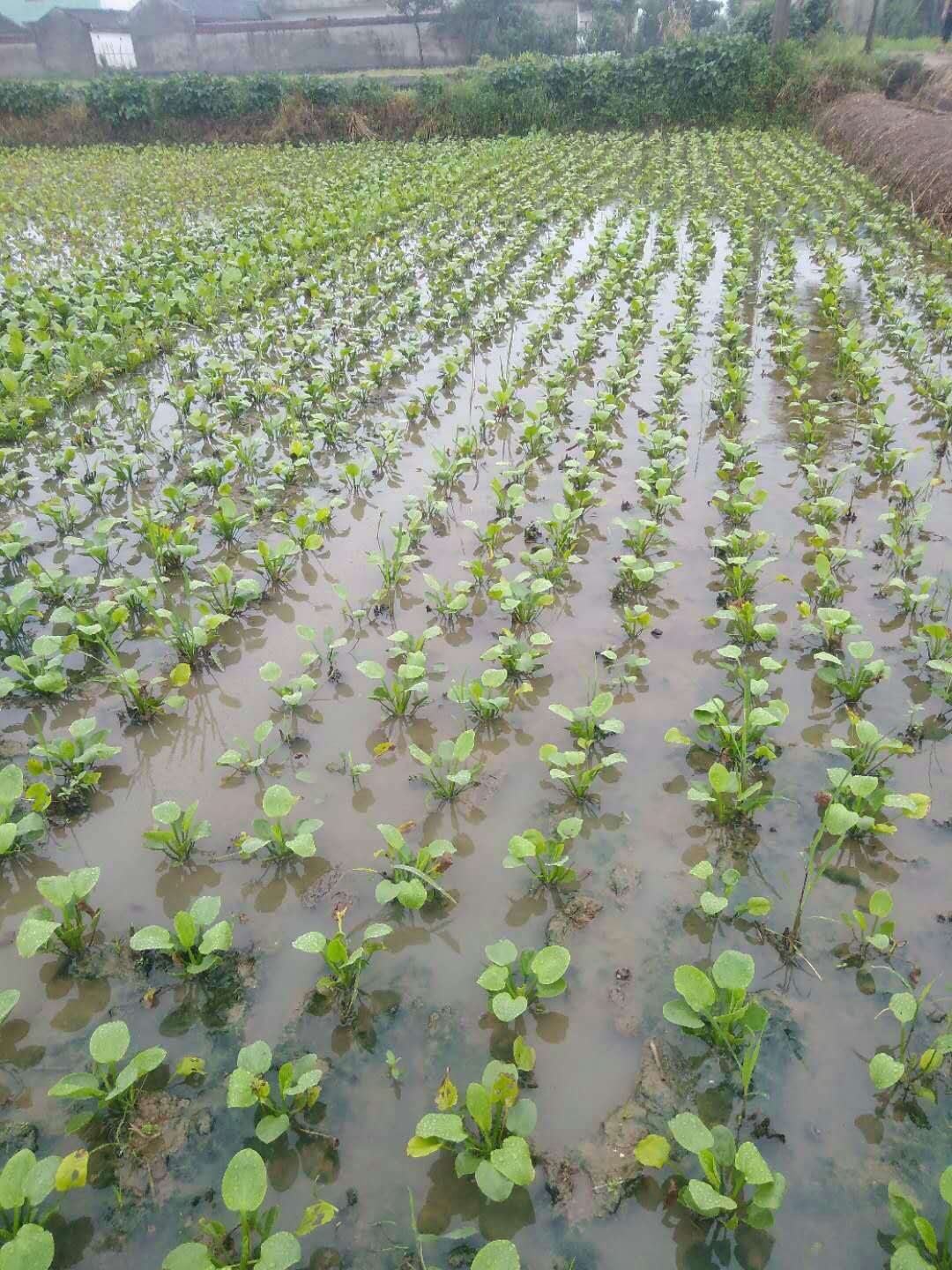 川泽泻种苗 彭山泽泻苗季度上新