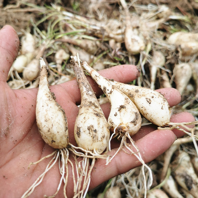 包邮新鲜荞头农家自种现挖藠头茭头无叶生叫头教头乔头可腌制泡菜-阿