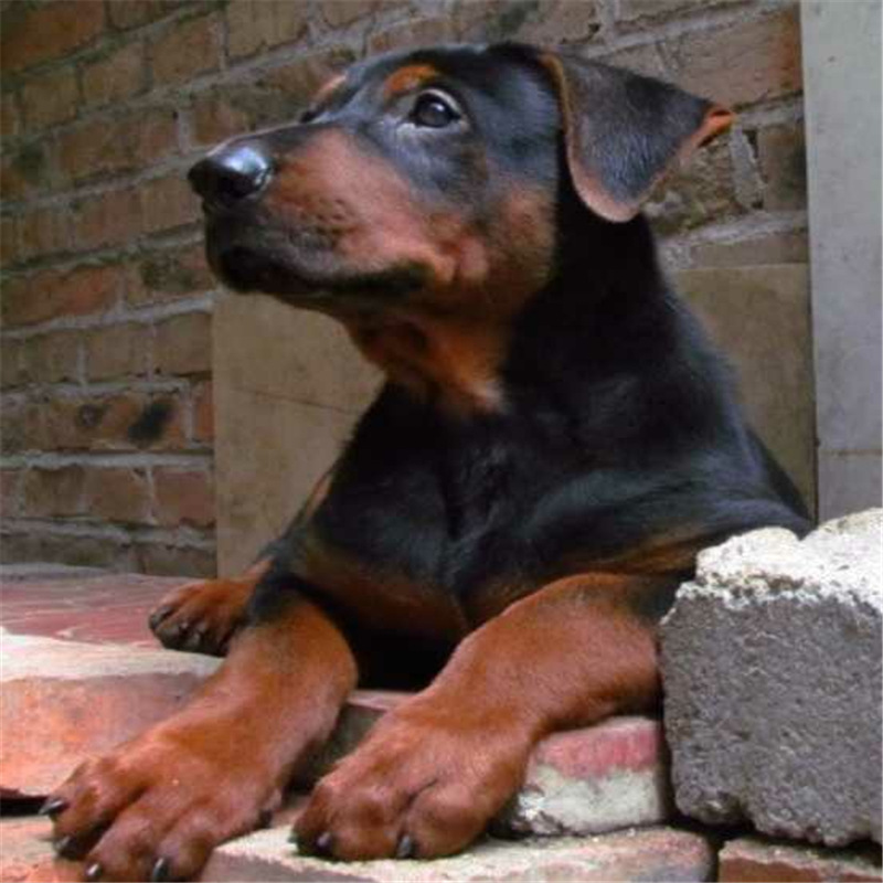 莱州红幼犬纯种莱州红犬活体苏联红犬活体纯种红狼犬狼犬看家护院