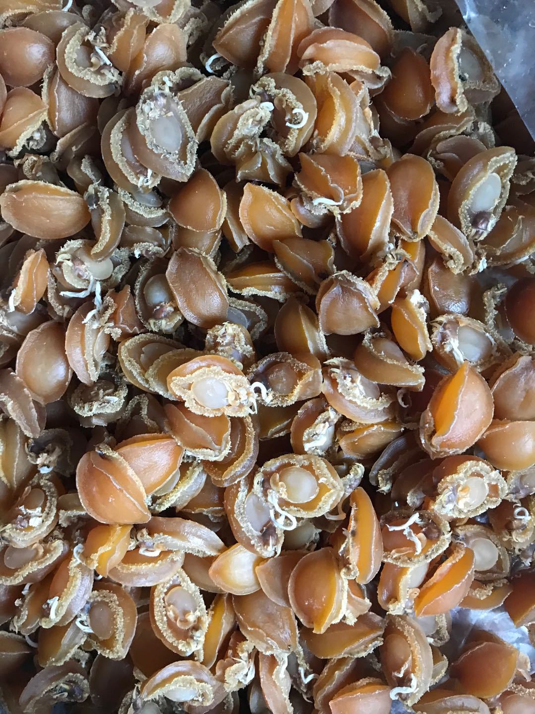 北部湾淡晒鲍鱼干北海鲍鱼干干货散装500g约100头/60头大号鲍鱼干