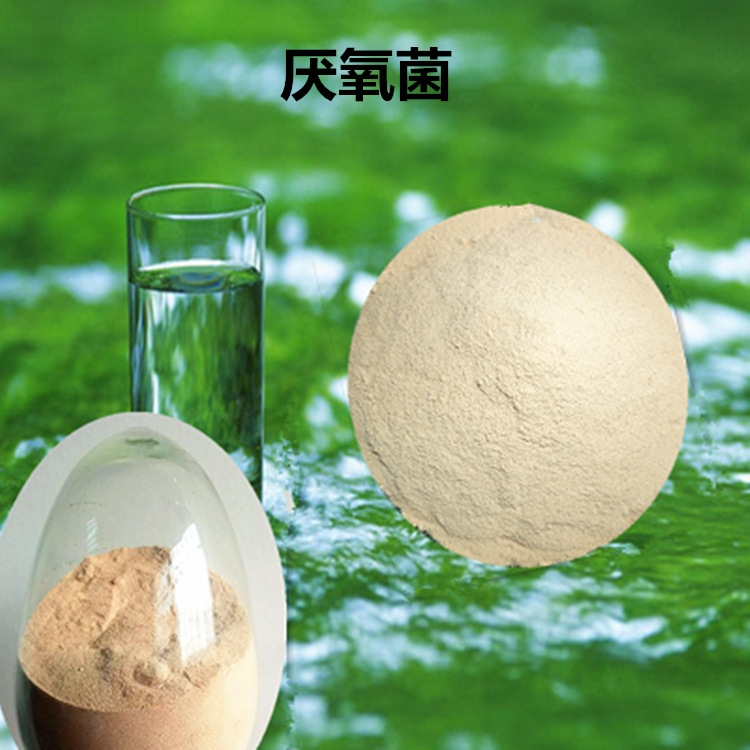 厌氧菌 厌氧池专用 污水处理菌  湖泊 景观水 生活污水 工厂污水