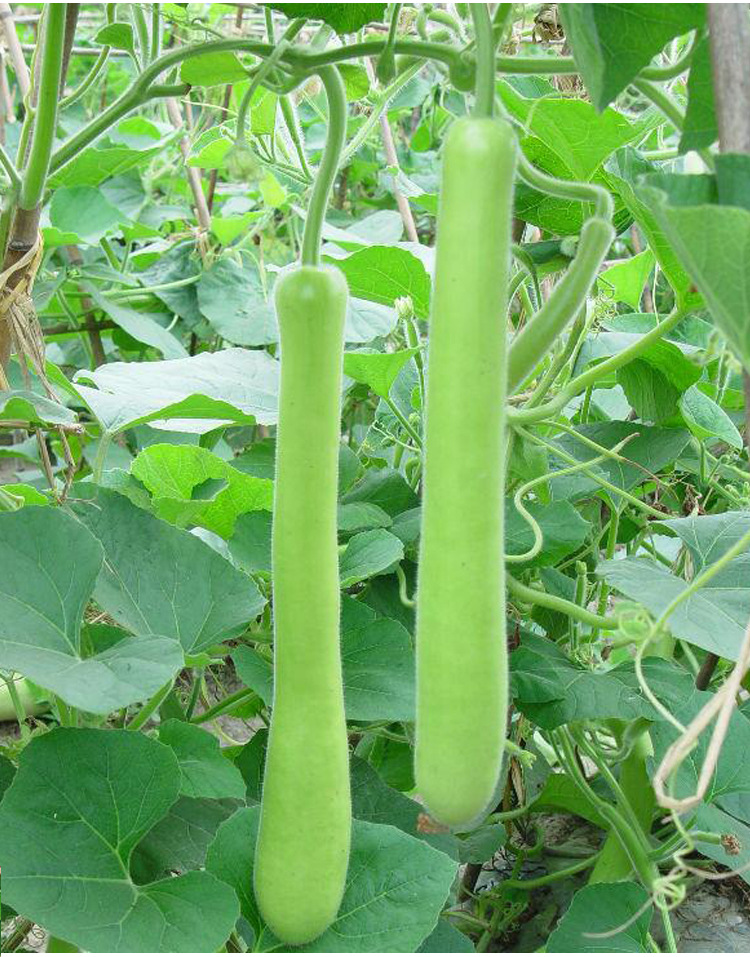 绿宝二号瓠瓜种子长蒲瓜种子农家长瓠瓜种子早生菜葫芦瓜蔬菜籽孑