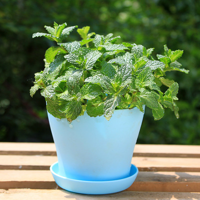 柠檬薄荷苗盆栽薄荷食用香草办公室内花卉绿植物怡神醒脑驱蚊芳香