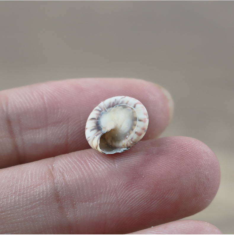 厂家批发小月螺天然海螺小贝壳拍照微景观装饰平螺贝壳孔雀材料