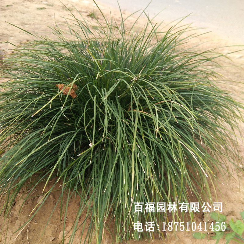 基地批发 披针叶苔草 地被植物 牧草-阿里巴巴