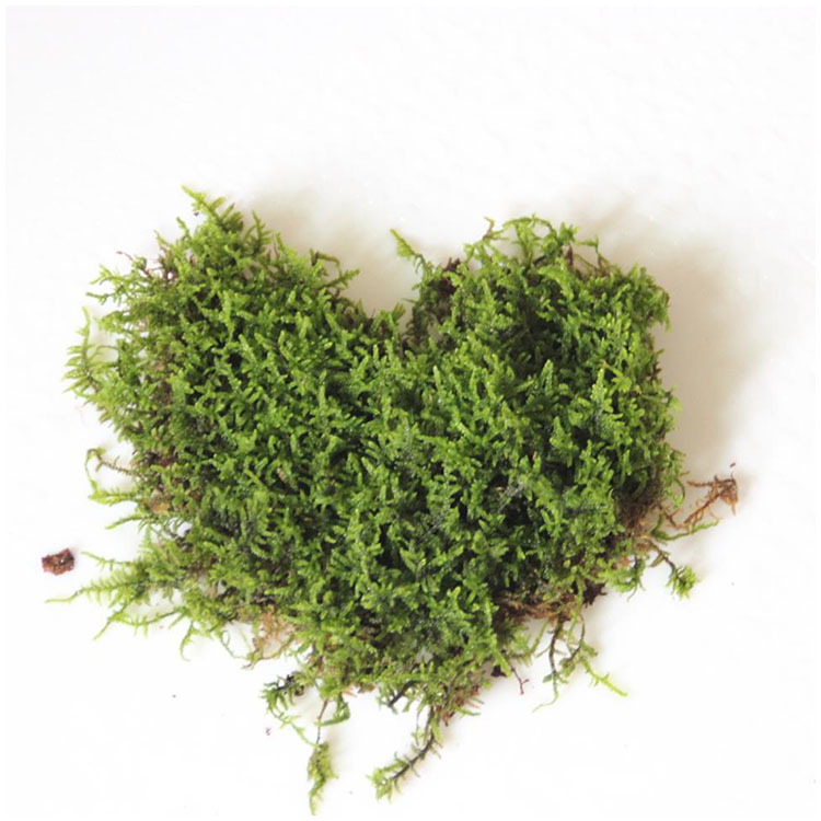 灰藓 鲜活盆景绿植铺面多形大灰藓 保湿装饰草皮苔藓植物批发