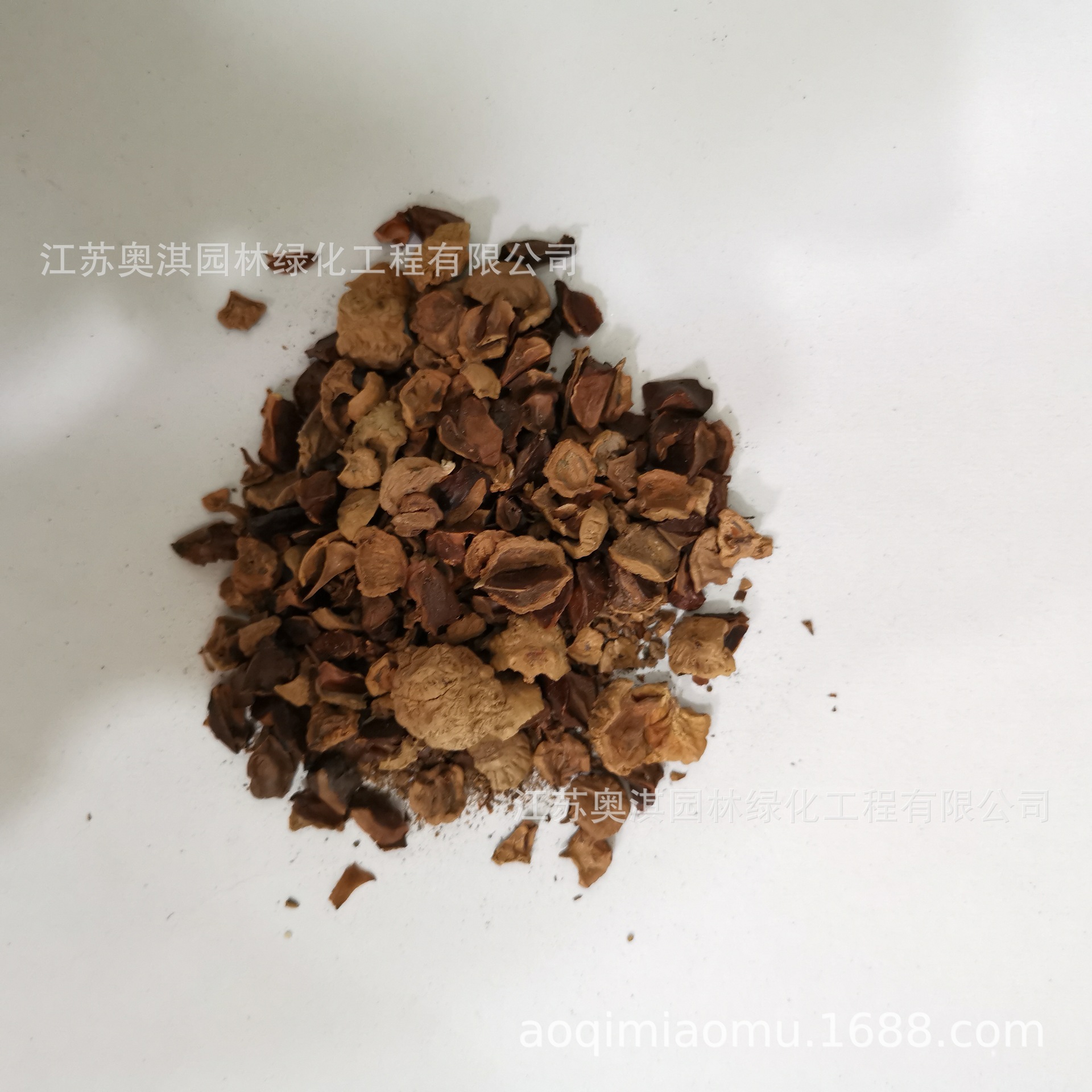 批发落羽杉种子 新采落羽杉种子 墨西哥落羽杉种子 保质保量 到付