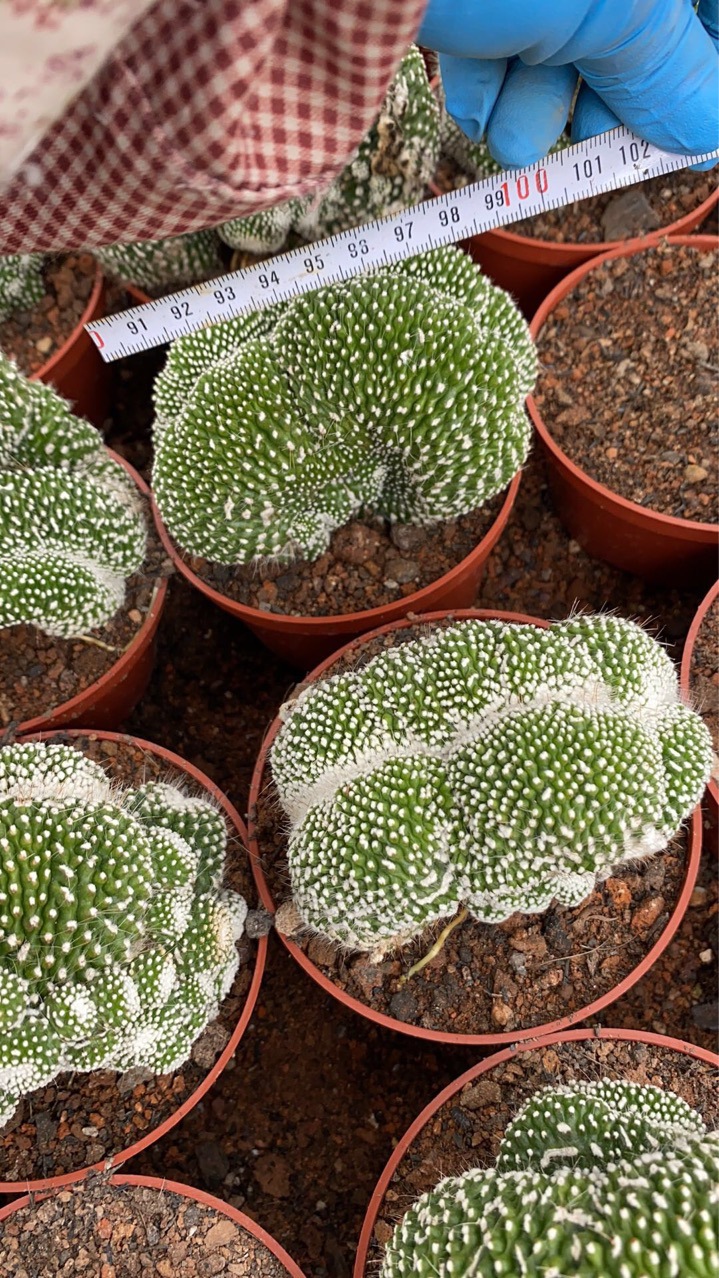 仙人球盆栽多肉松露玉缀化仙人球基地直发