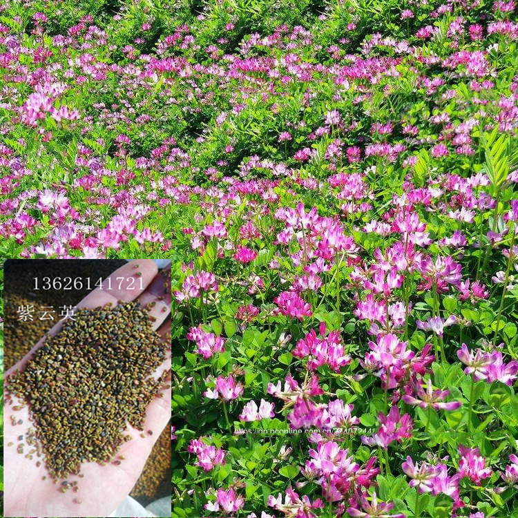 绿肥 饲料 豆科植物 紫云英新种子又名红花草
