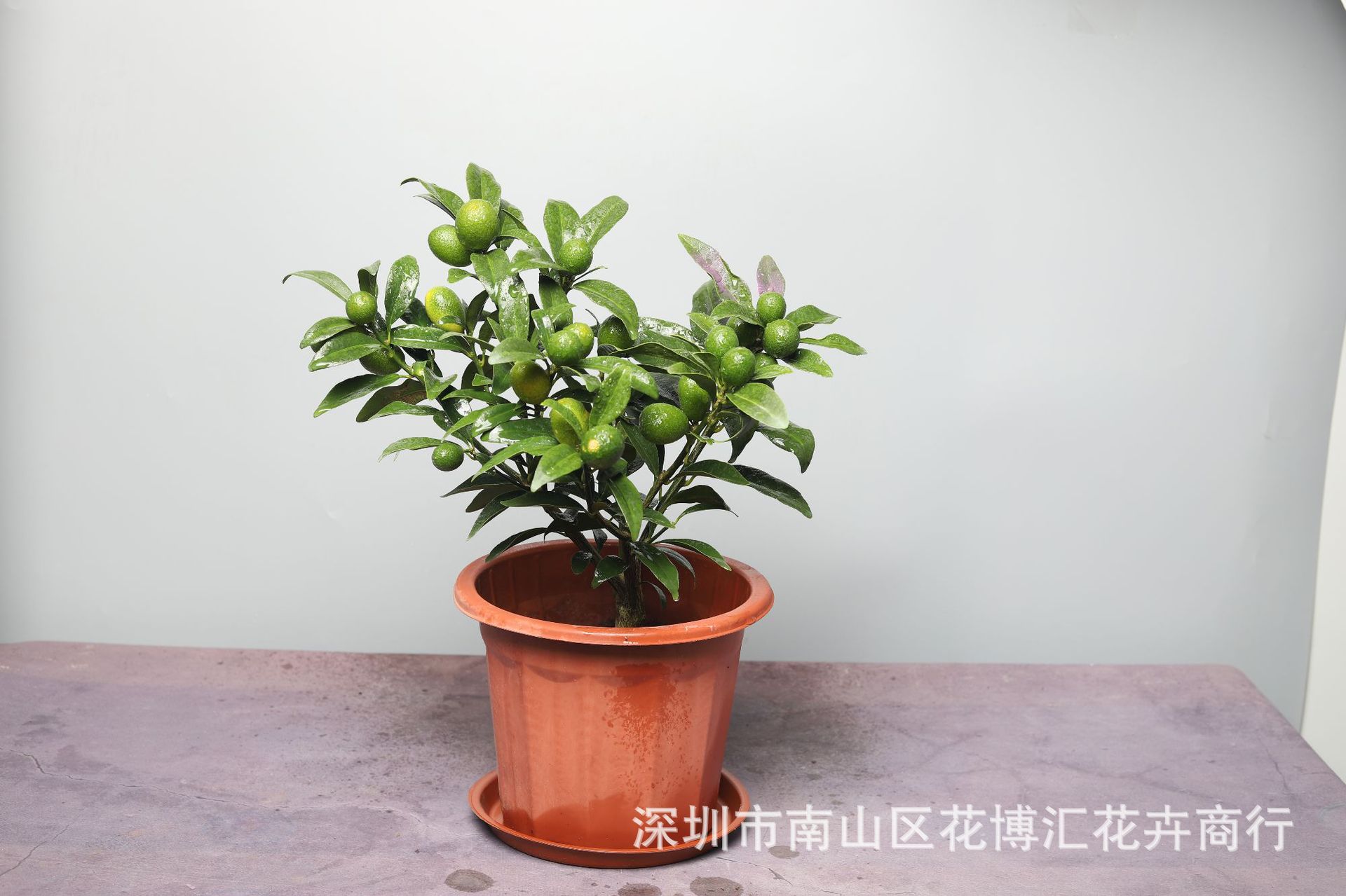 批发盆栽绿植四季橘年桔春节花卉盆栽植物室内外观赏盆景金橘子树